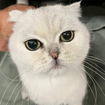 Calgary Animal Services: Giving Stray Animals a Second Chance Through Life-Changing Surgeries