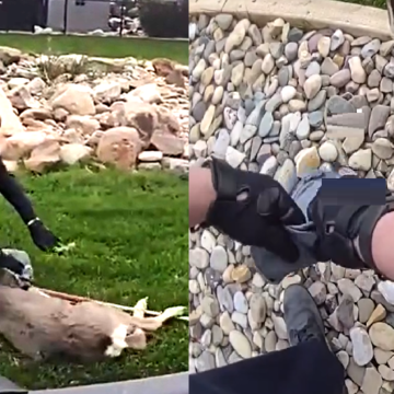 Cries of protest followed by bounce to freedom: deer rescue in southern Alberta