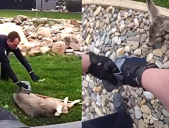 Cries of protest followed by bounce to freedom: deer rescue in southern Alberta