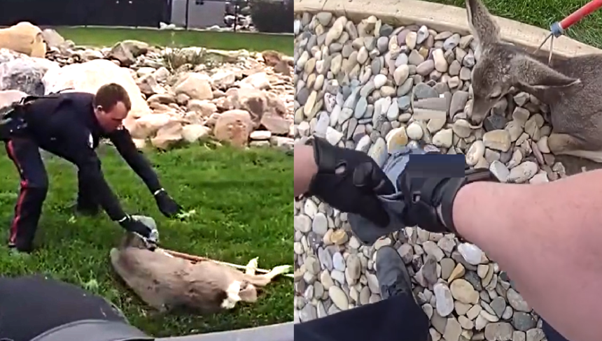 Cries of protest followed by bounce to freedom: deer rescue in southern Alberta